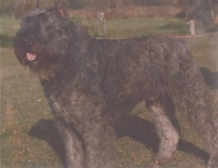 Picture taken of Ekabu van Dafzicht just before leaving the van Dafzicht Kennel
