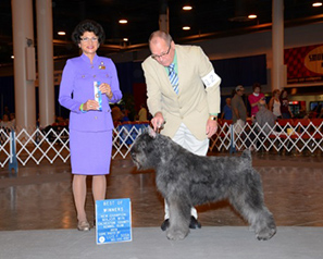 Dewerckers Bouviers Newest AKC Champion: War Bouviator Ekabu's Fame v Derwerckers (daughter of Ekabu), Presented by Pat Coyne, Houston July 2013, A special thank you to Judge Linda Clark