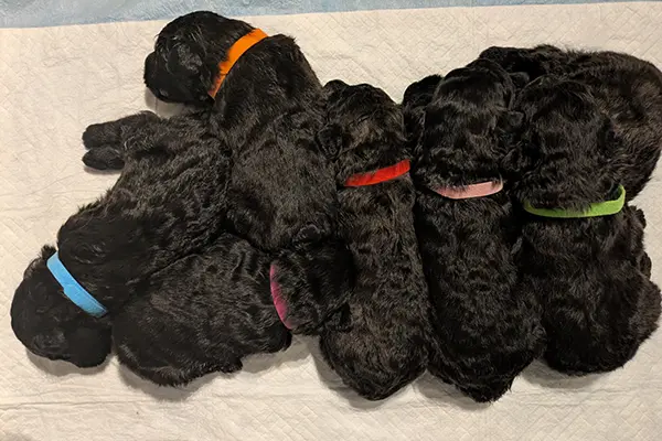 Puppies